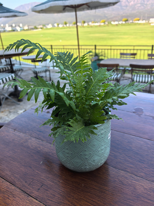 Fern