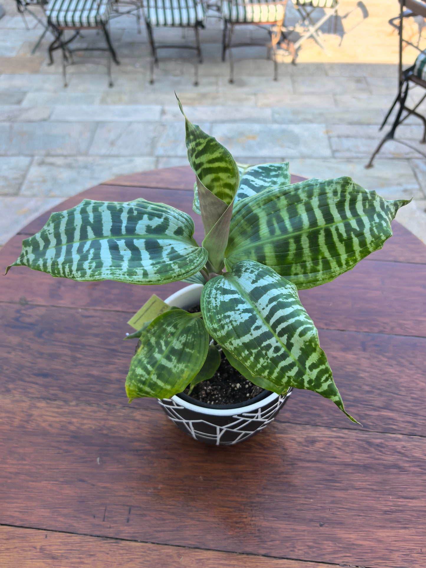 Dracaena Queen