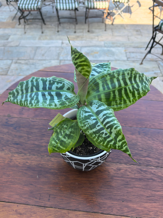 Dracaena Queen