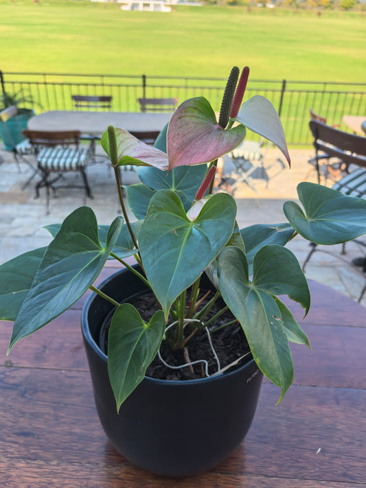 Pink Anthurium