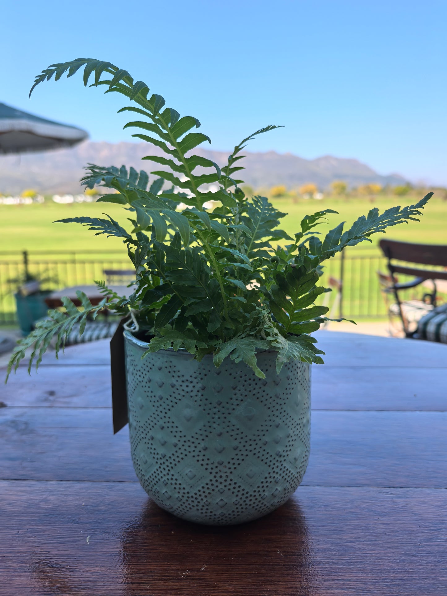 Fern