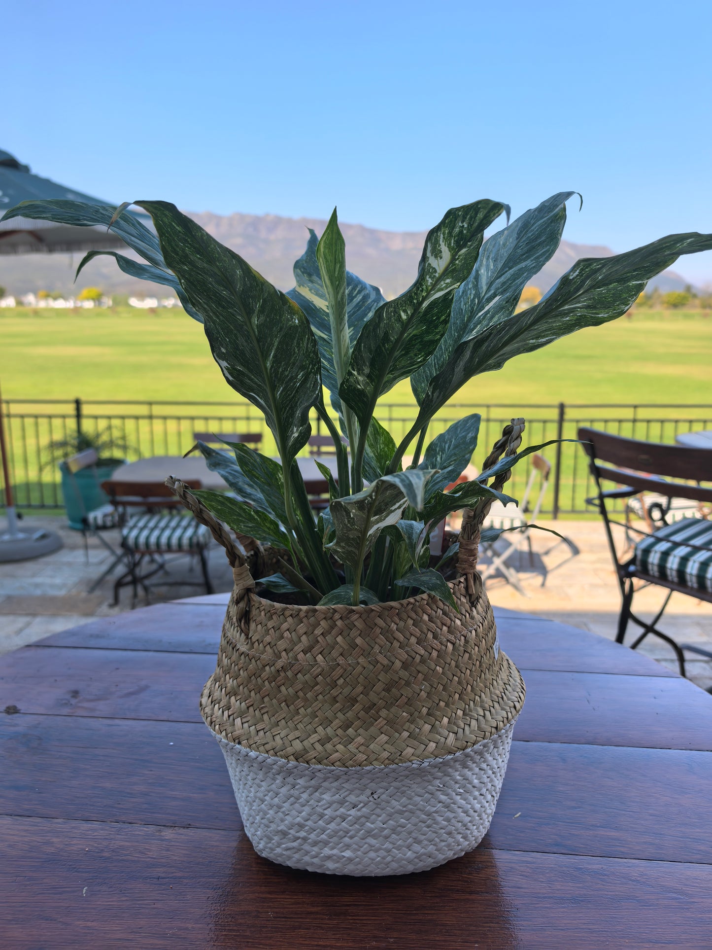 Variegated Chinese Evergreen