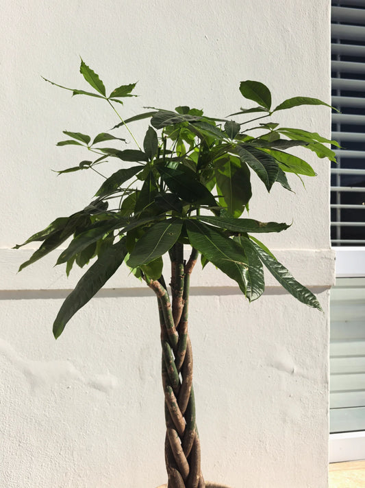 Large Money Tree