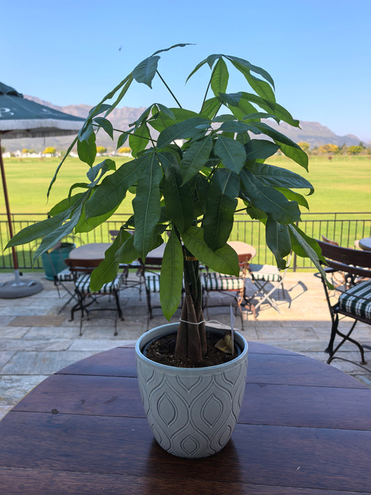 Money Tree