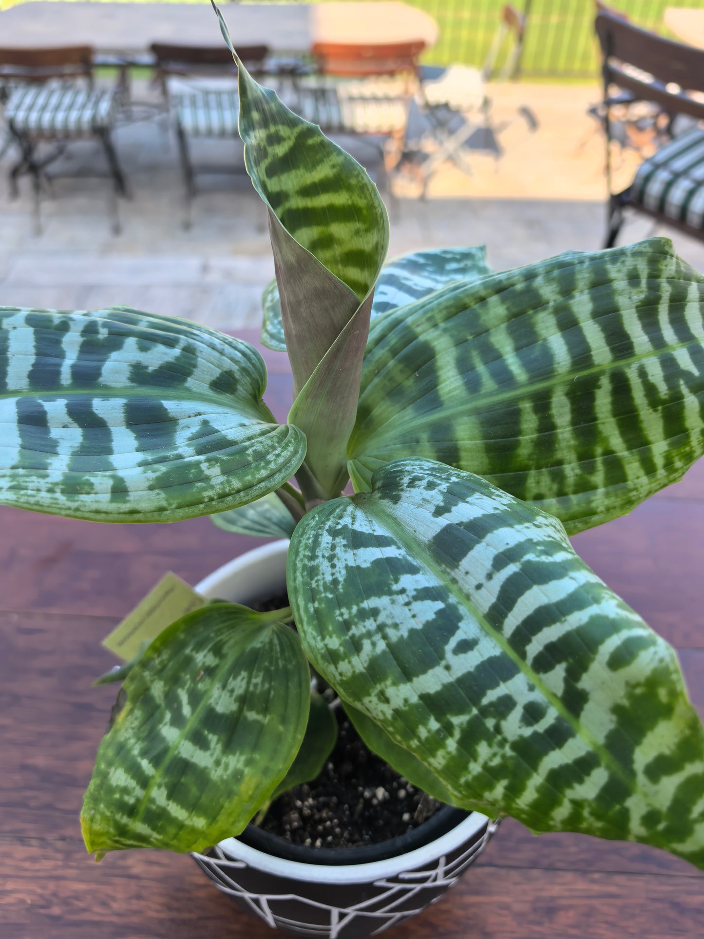 Dracaena Queen
