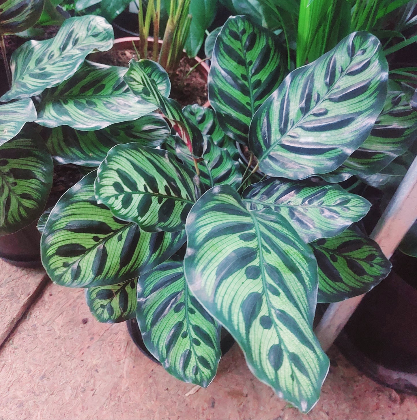 Calathea Makoyana